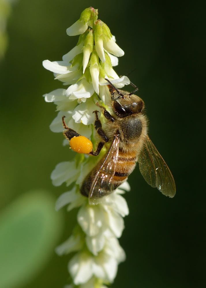 Melilotus alba